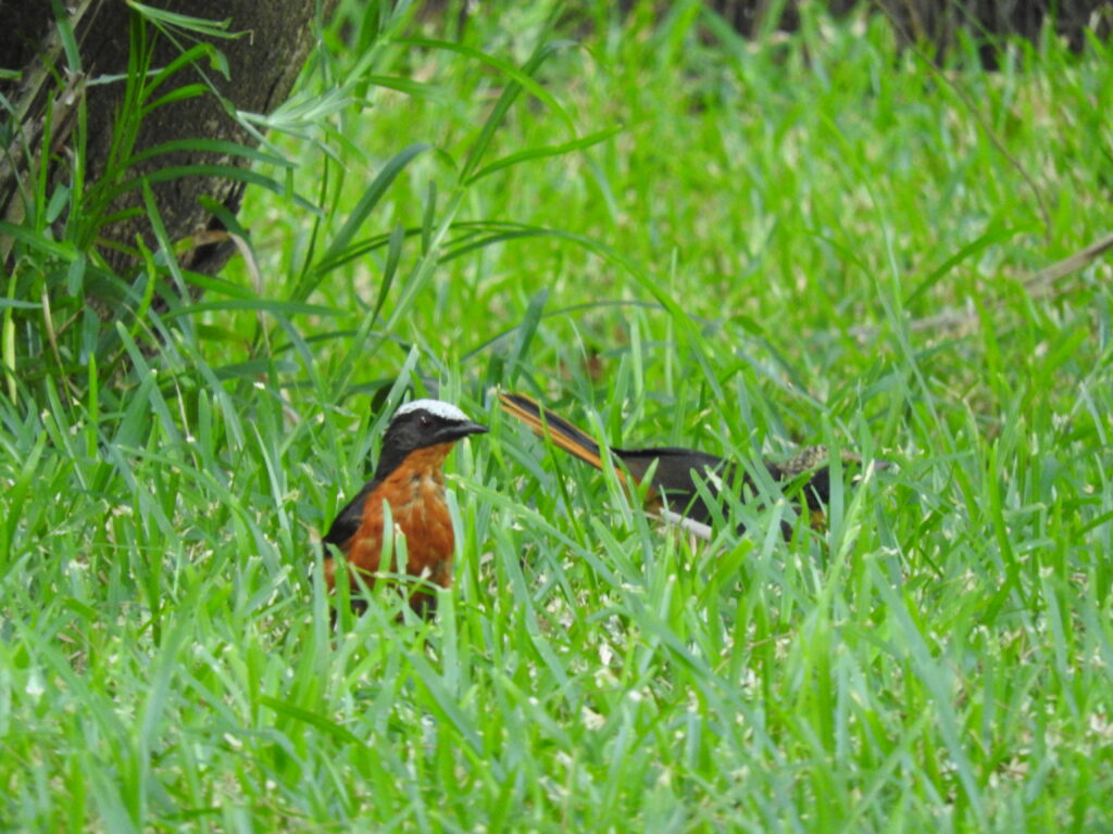 White-crowned Robin-chat
