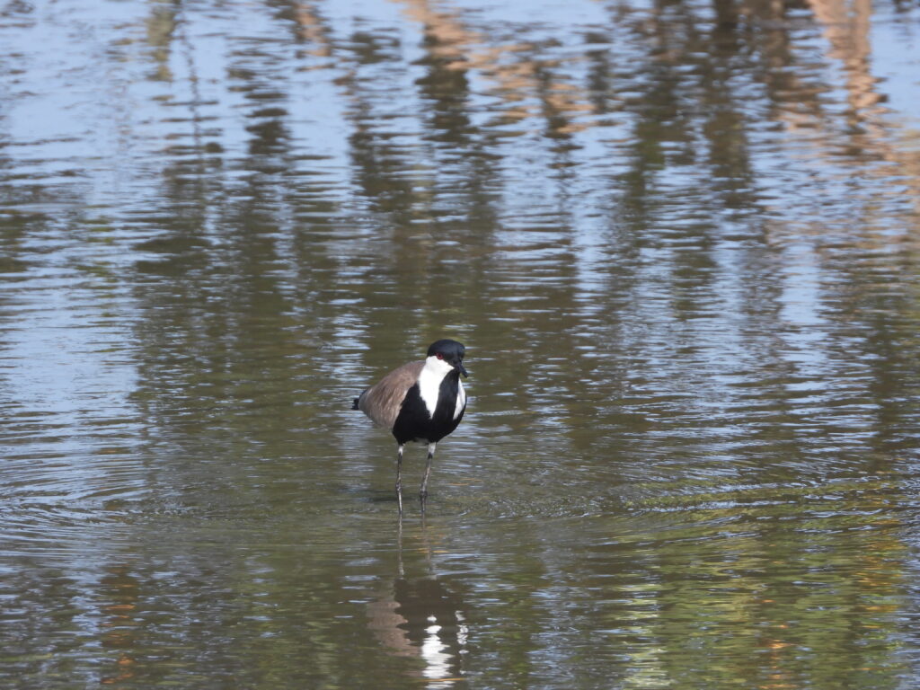 Spur-winged Plover