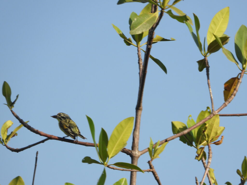 Yellow-fronted Tinkerbird