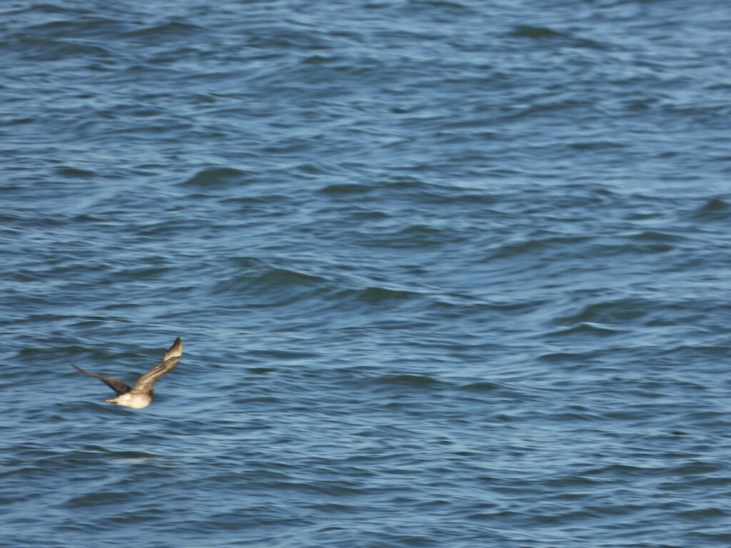 Parasitic Jaeger
