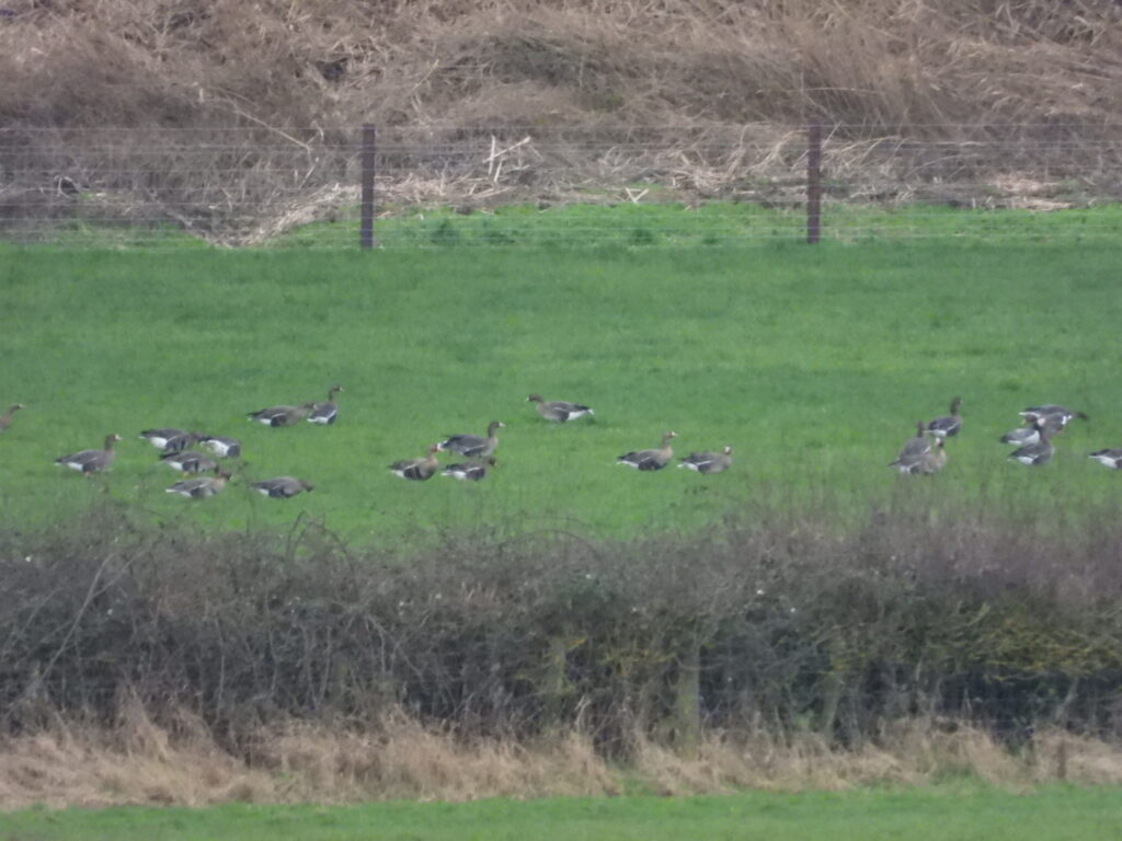 Greater White-fronted Goose (albifrons)