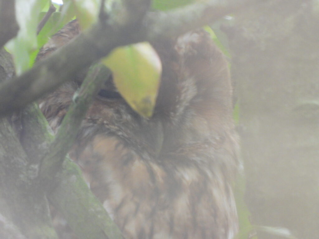 Tawny Owl